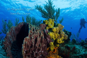 Reef with Diver, Cozumel  Mexico by Alejandro Topete 
